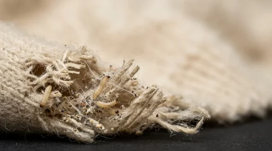 Gros plan sur des fibres de laine endommagées révélant les dégâts causés par les larves de mites textiles