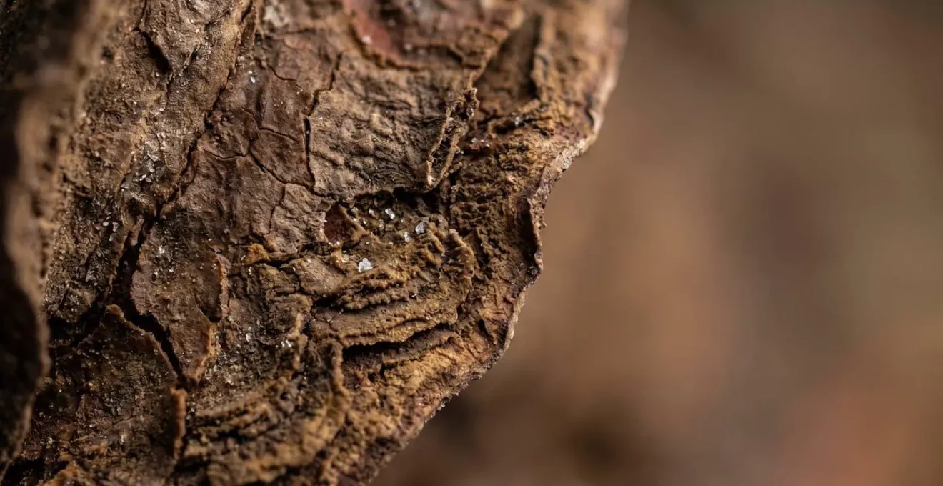 Gros plan macro d'une surface texturée évoquant la structure protectrice d'une matrice organique séchée