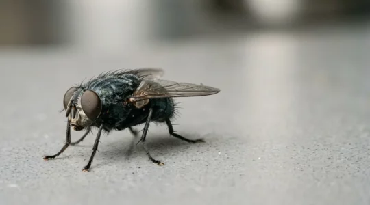 Gros plan macro sur une mouche domestique posée sur une surface de cuisine, montrant ses pattes et son corps velu porteurs de microbes