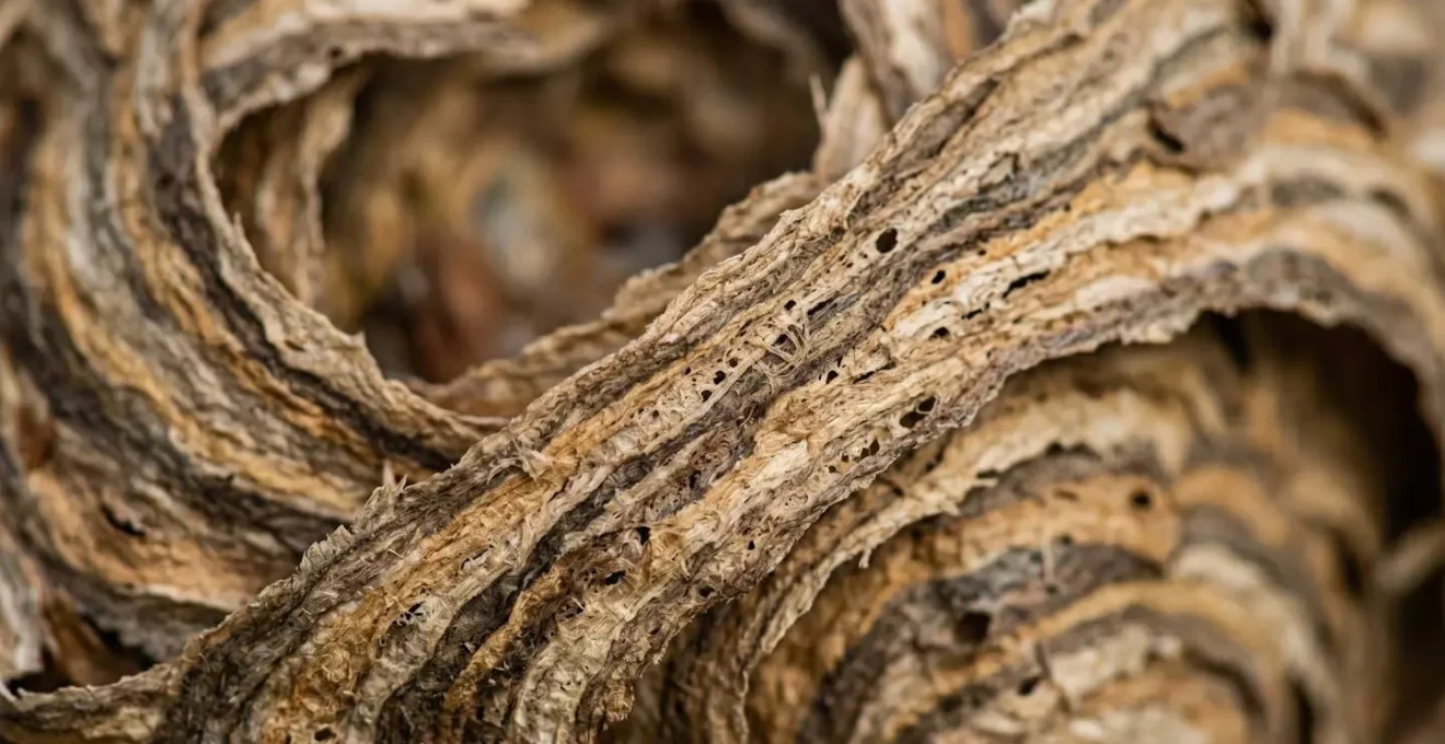Gros plan macro de la structure en papier d'un nid de frelons montrant la texture de cellulose