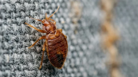 Gros plan sur une punaise de lit sur un tissu, illustrant la résistance aux traitements