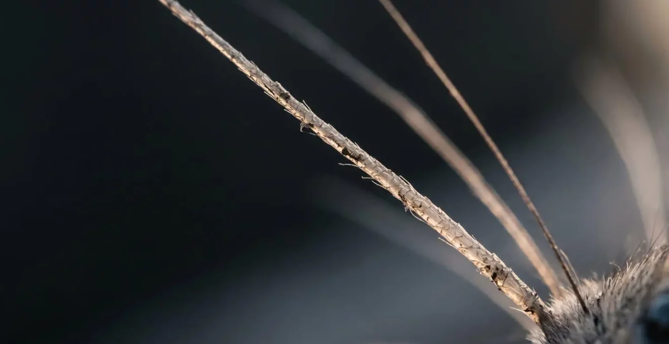 Représentation visuelle du phénomène d'habituation chez les rongeurs face aux stimuli répétitifs