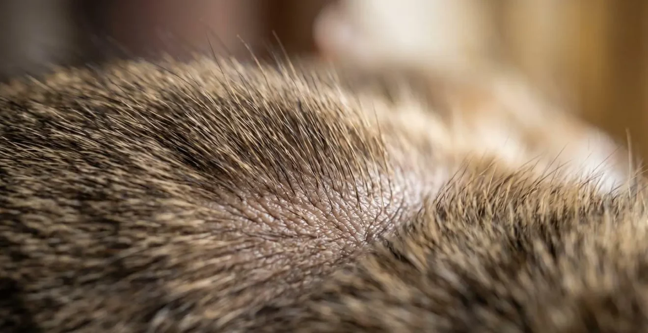 Représentation visuelle de la diffusion du produit antiparasitaire à travers le film sébacé de la peau du chat, illustrant le concept de bio-distribution
