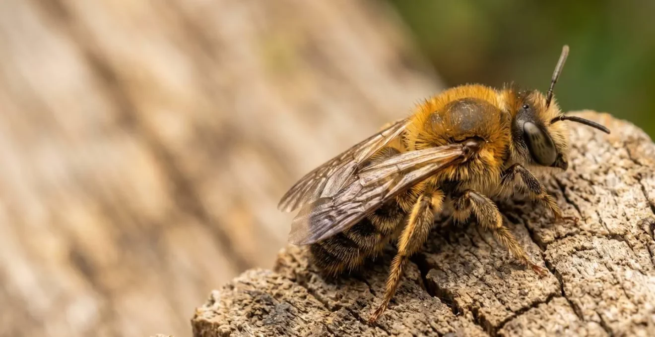 Gros plan macro sur un insecte pollinisateur montrant les details de pilosite et coloration