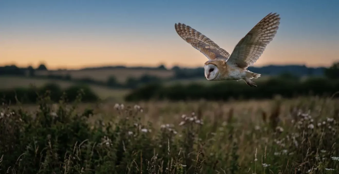 Chouette effraie en vol nocturne au-dessus d'un champ illustrant son rôle de prédateur naturel des rongeurs