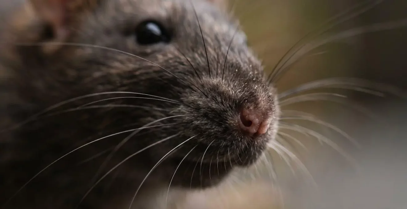 Gros plan macro sur les vibrisses et le museau d'un rat révélant ses capacités sensorielles exceptionnelles
